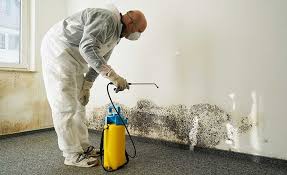 Why You Should Choose Our Mold Remediation Services in Pasadena, TX